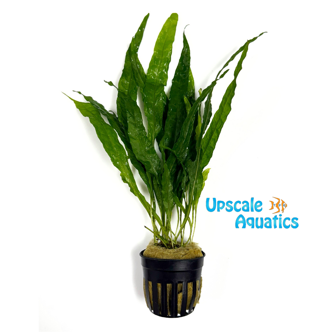 Soft Java Fern (Microsorum pteropus 'Soft')