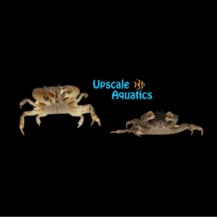 Freshwater Pom Pom Crab (Ptychognathus barbatus)