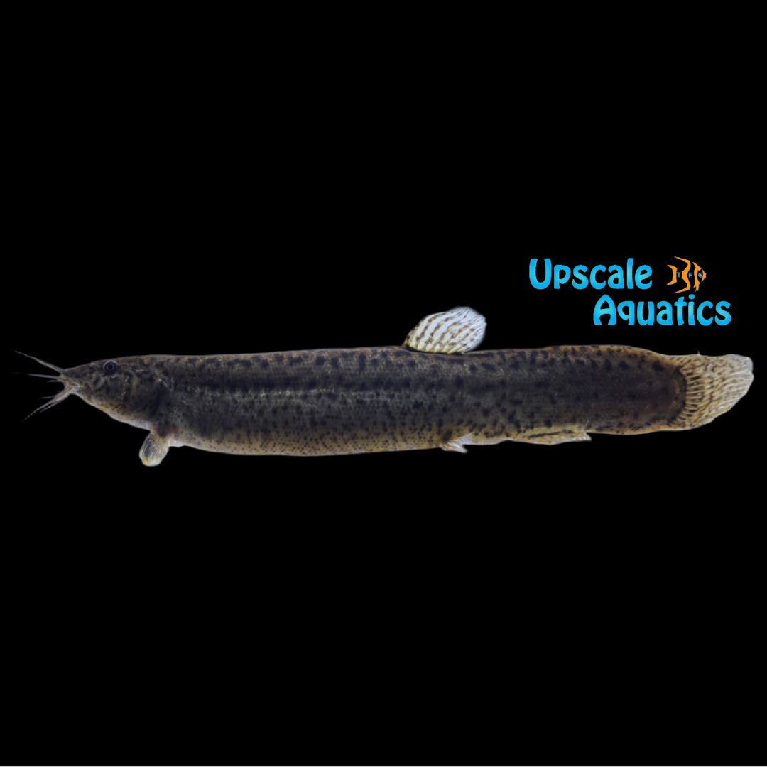 Dojo Loach (Misgurnus anguillicaudatus)