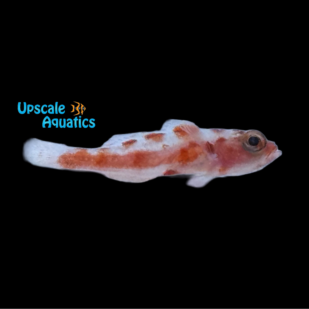 Red Spotted Dwarf Goby (Trimma rubromaculatus)