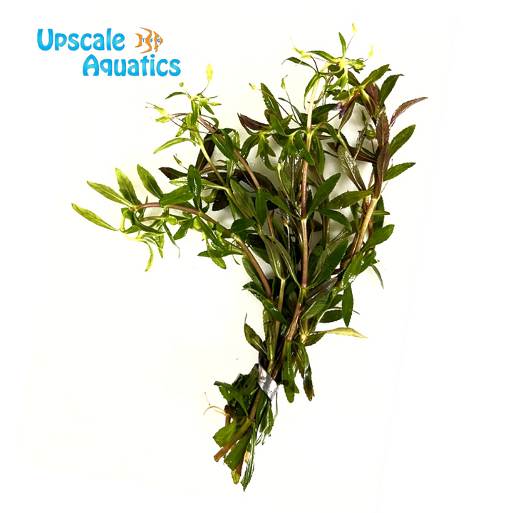 Limnophila Hippuridoides