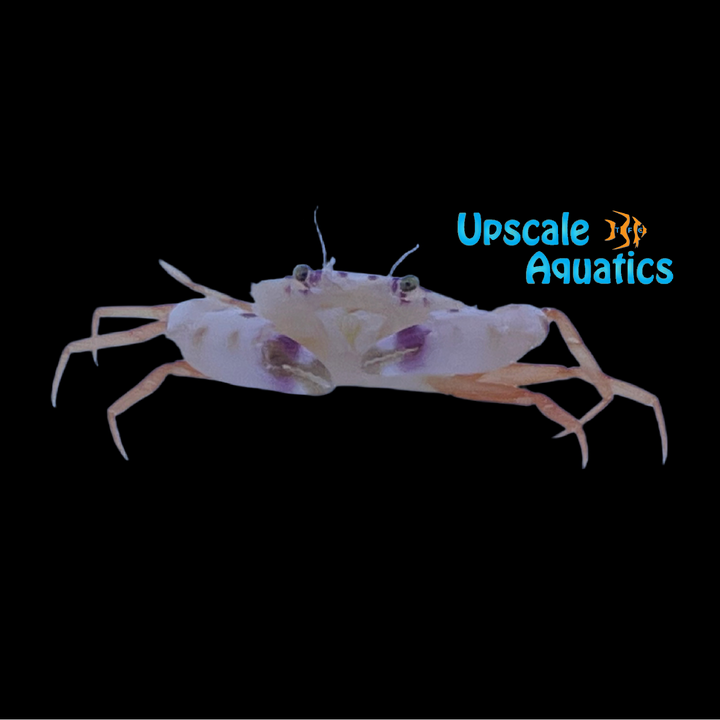 Violet Eye Swimming Crab (Carupa tenuipes)
