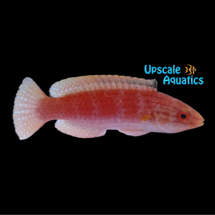 Monsoon Fairy Wrasse (Cirrhilabrus hygroxerus)