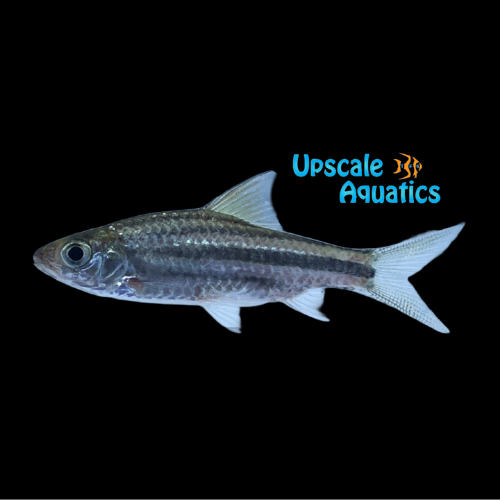 Striped Barb (Desmopuntius johorensis)