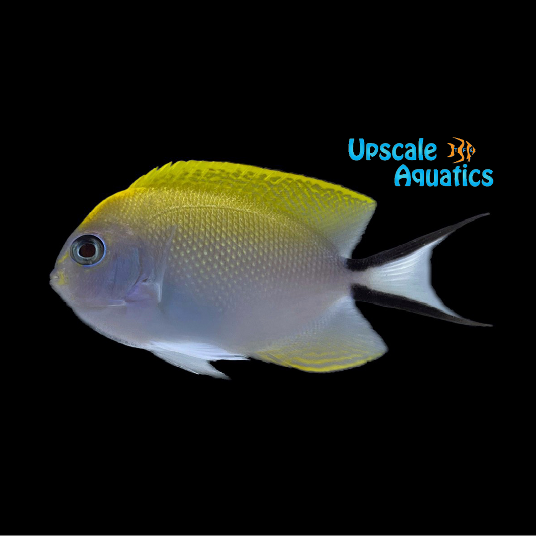 Swallowtail Angelfish - Female (Genicanthus melanospilos)