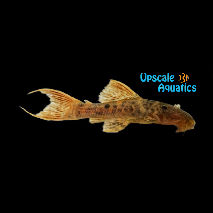 Red Titanic Pleco L273 (Pseudacanthicus sp. L273 red)