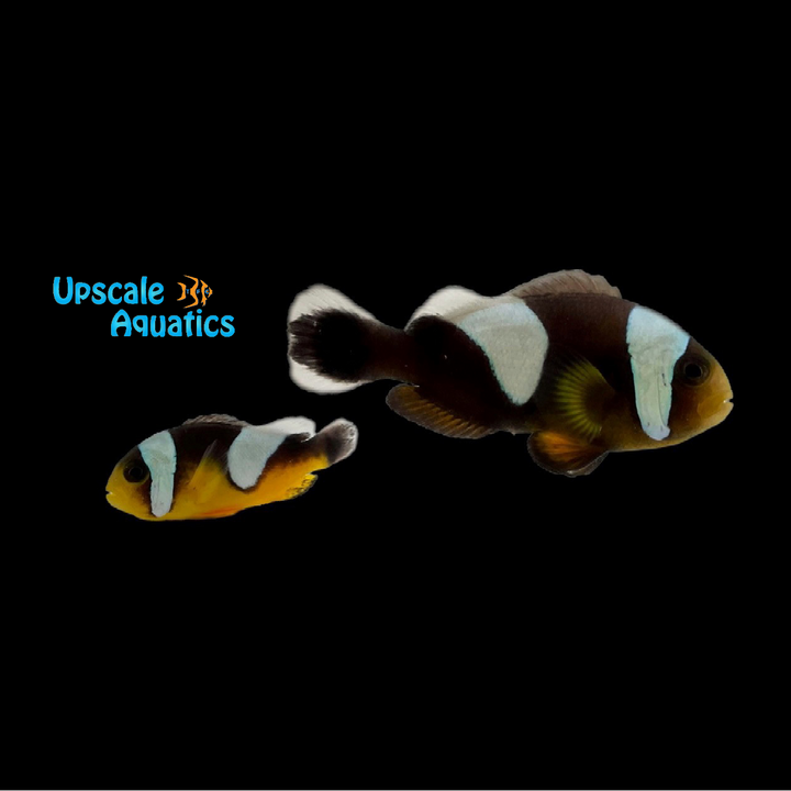 Black Saddleback Clownfish - Wild (Amphiprion polymnnus)