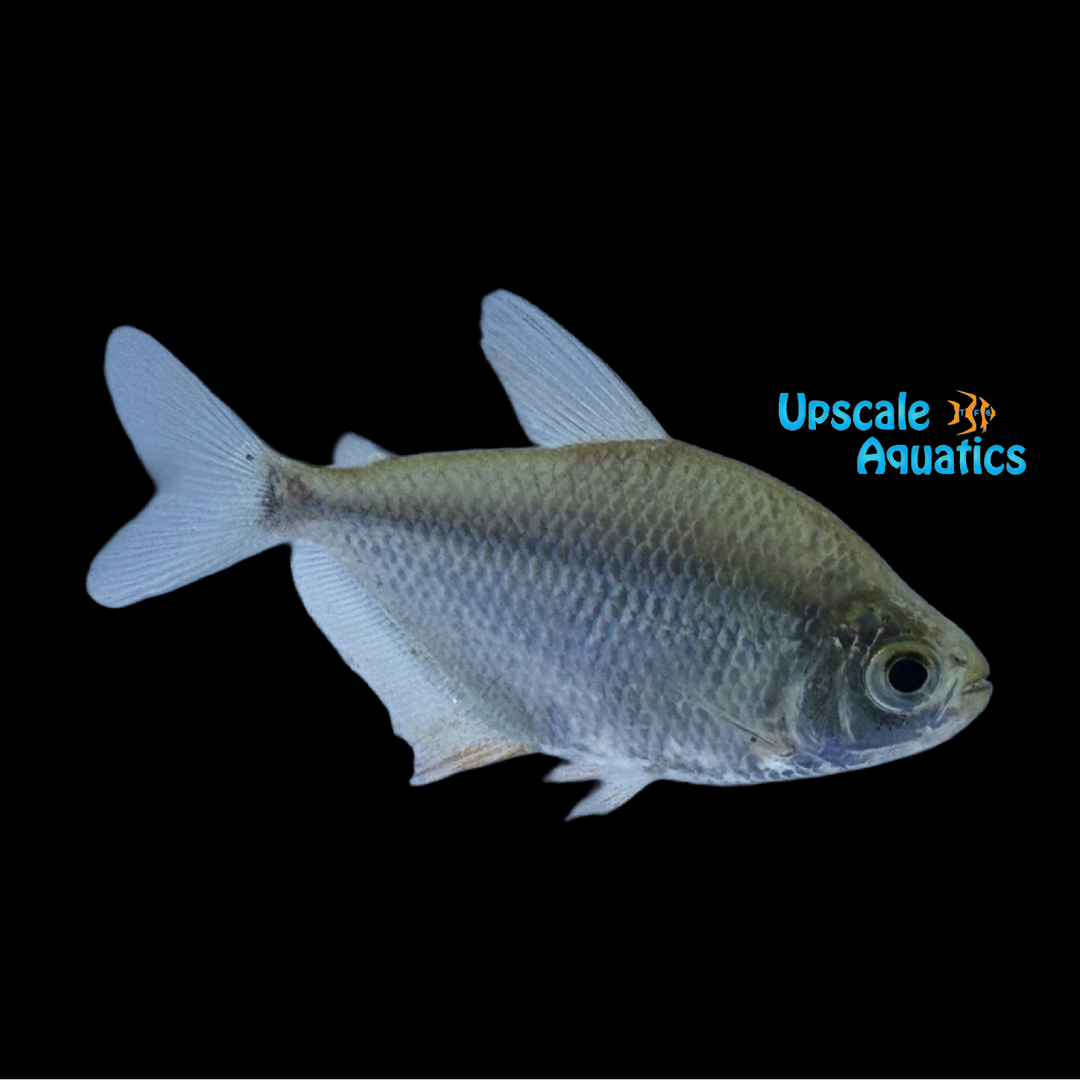 Yellowfin Disc Tetra (Poptella compressa)