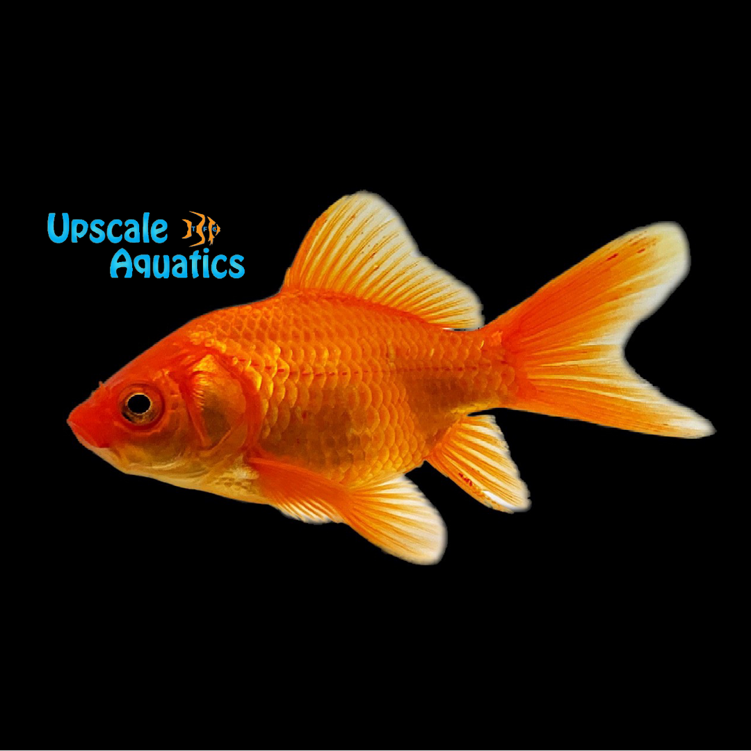 Nymph Goldfish (Carassius auratus)