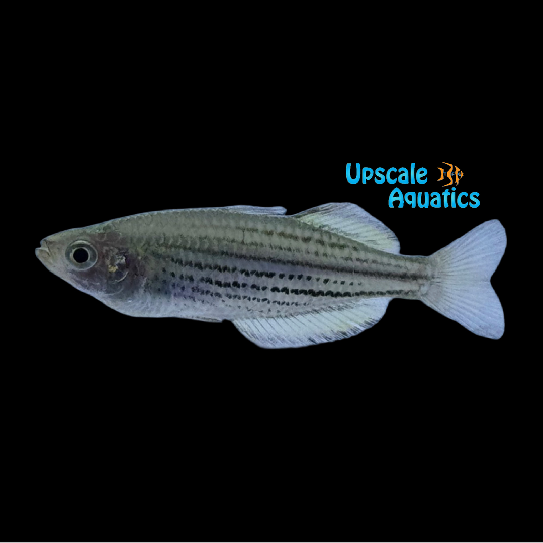 Skull Creek Rainbowfish 'Moa Island' (Melanotaenia sahulensis)