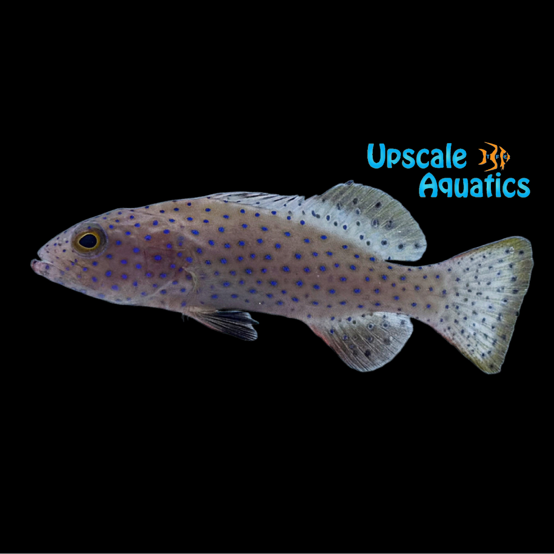 Squaretail Coral Grouper (Plectropomus areolatus)
