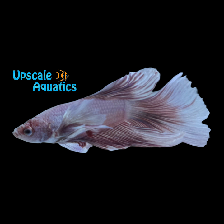 Pink Dumbo Halfmoon Betta - Male (Betta splendens)