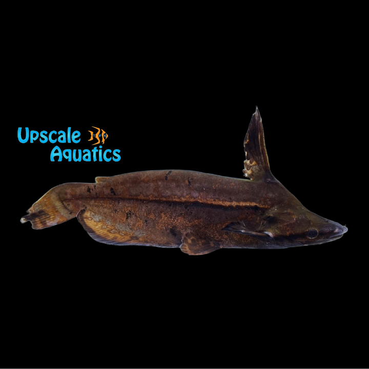 Wallace's Shoehead Catfish (Tetranematichthys wallacei)