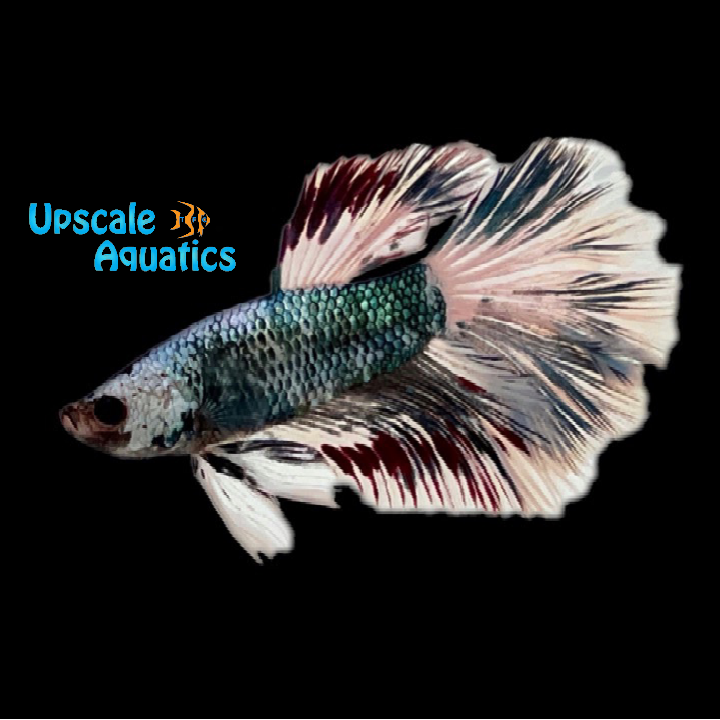 Fancy Multicolor Halfmoon Betta - Male (Betta splendens)