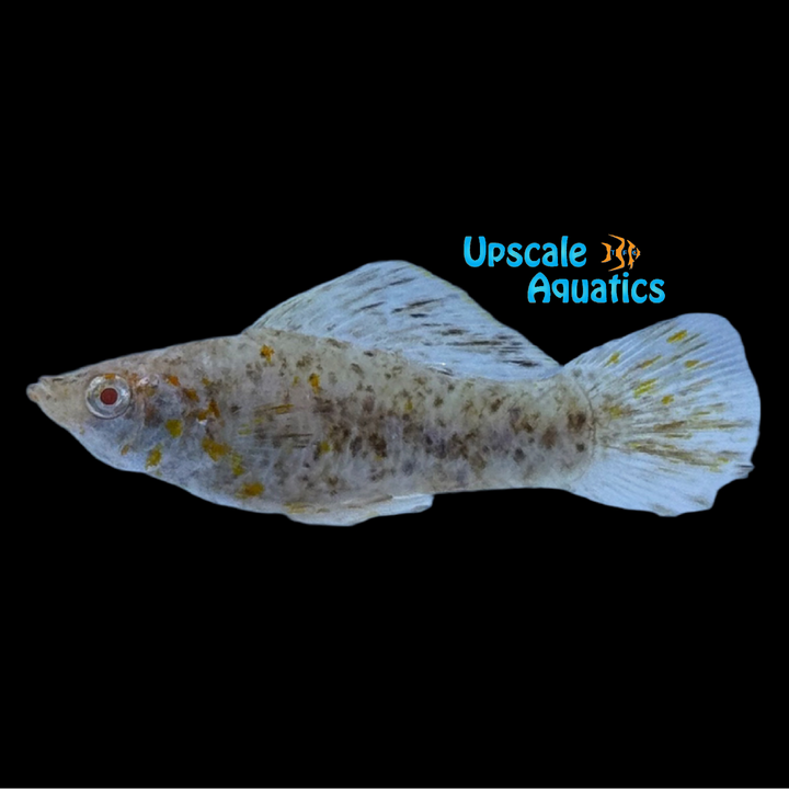 Albino Chocolate Dalmatian Sailfin Molly (Poecilia latipinna)