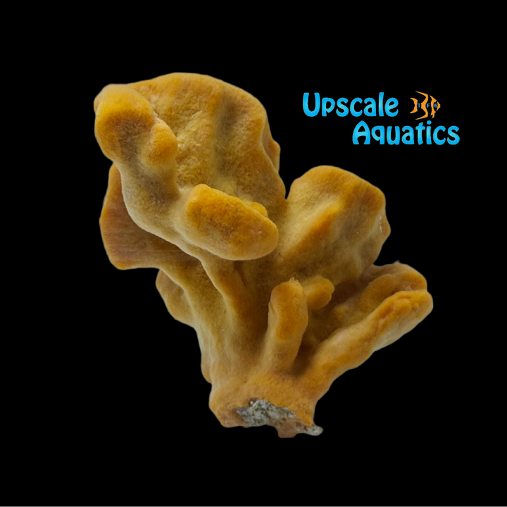 Orange Frilly Sponge (Axinella sp.)