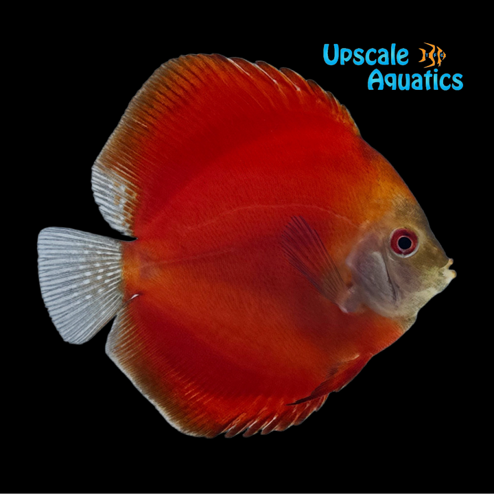 Red Melon Discus (Symphysodon aequifasciatus)
