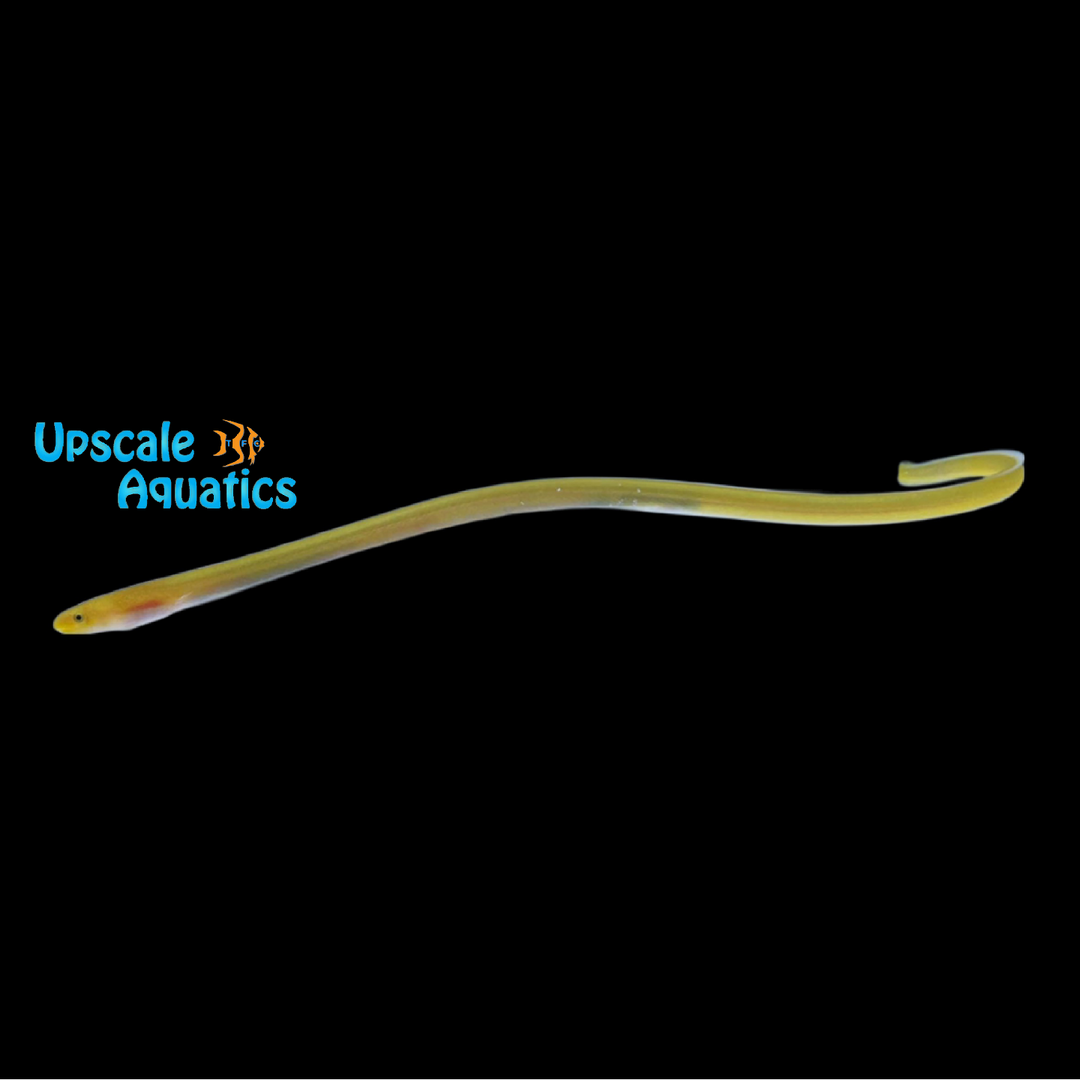 Key Worm Eel (Ahlia egmontis)
