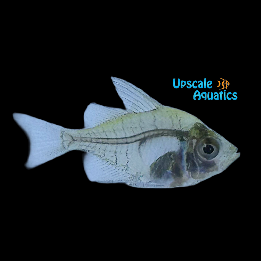 Indian Glass Fish (Parambassis ranga)