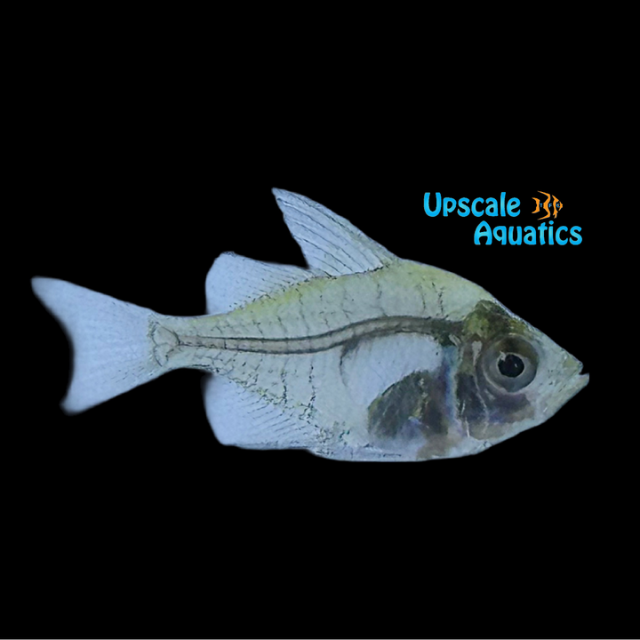 Indian Glass Fish (Parambassis ranga)