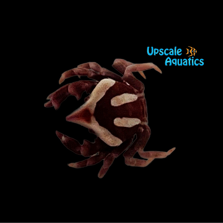 Sea Urchin Crab (Echinoecus pentagonus)