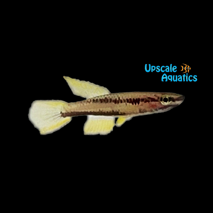 Koungueense Killifish (Chromaphyosemion koungueense)
