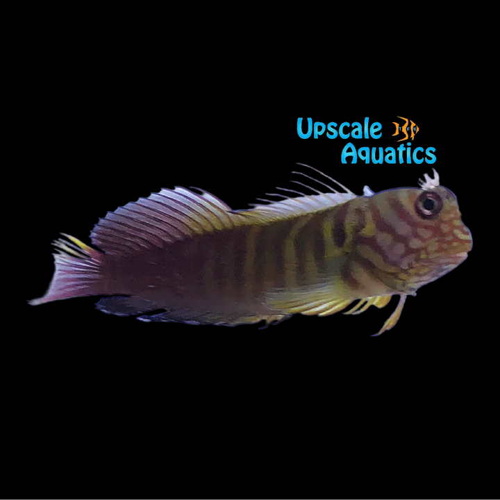 Chestnut Eyelash Blenny (Cirripectes castaneus)