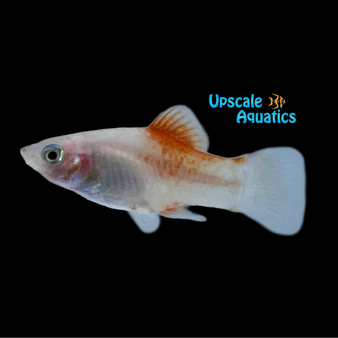 Peppermint Platy (Xiphophorus maculatus)
