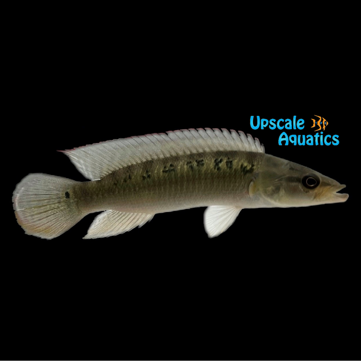 Saxatilis Pike (Crenicichla saxatilis)