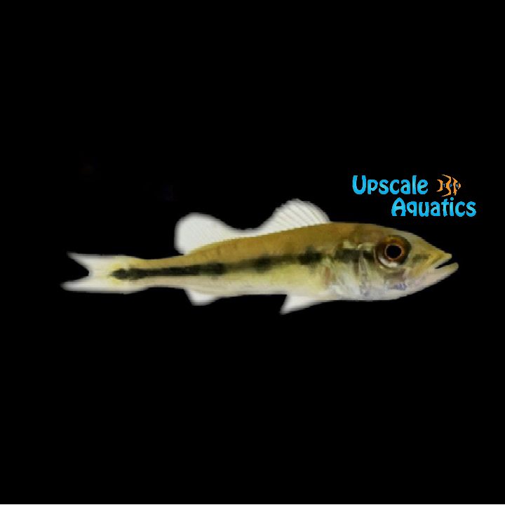 Orinoco Peacock Bass (Cichla orinocensis)