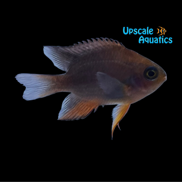 Red Honey Damsel (Neoglyphidodon crossi)