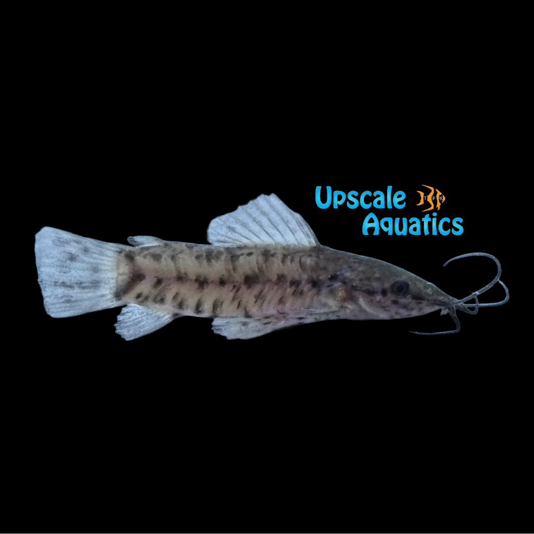 Marbled Hoplo Catfish (Megalechis thoracata)
