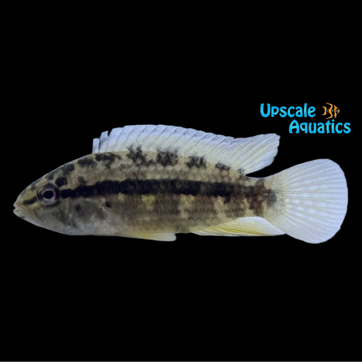 Apistogramma Kullanderi