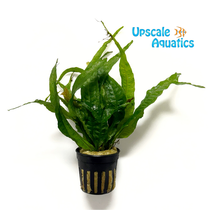 Gold Sparkle Fern (Microsorum pteropus gold sparkle)