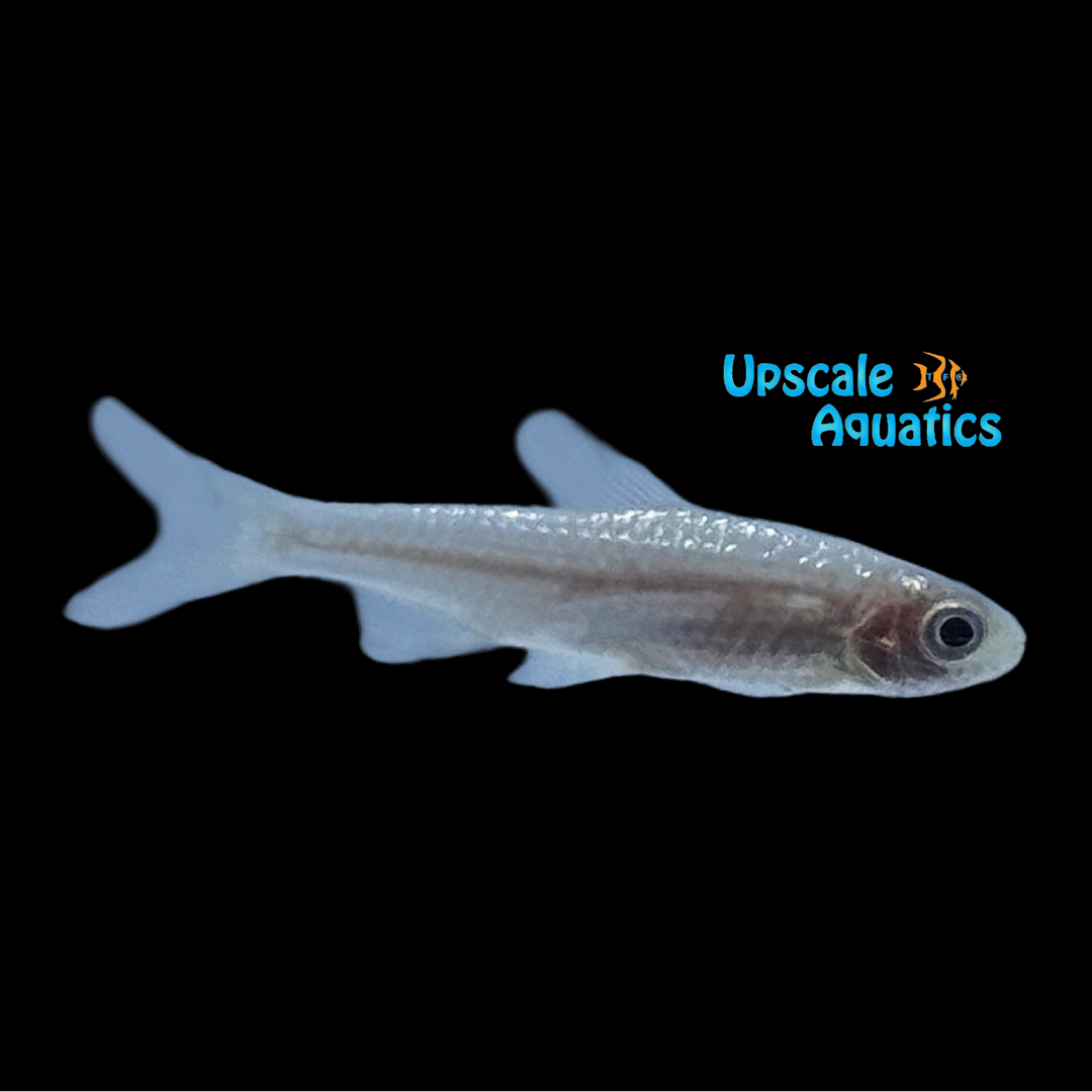Platinum White Rummynose Tetra (Hemigrammus bleheri var.)