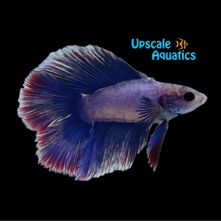 Twintail Halfmoon Betta - Male (Betta splendens)