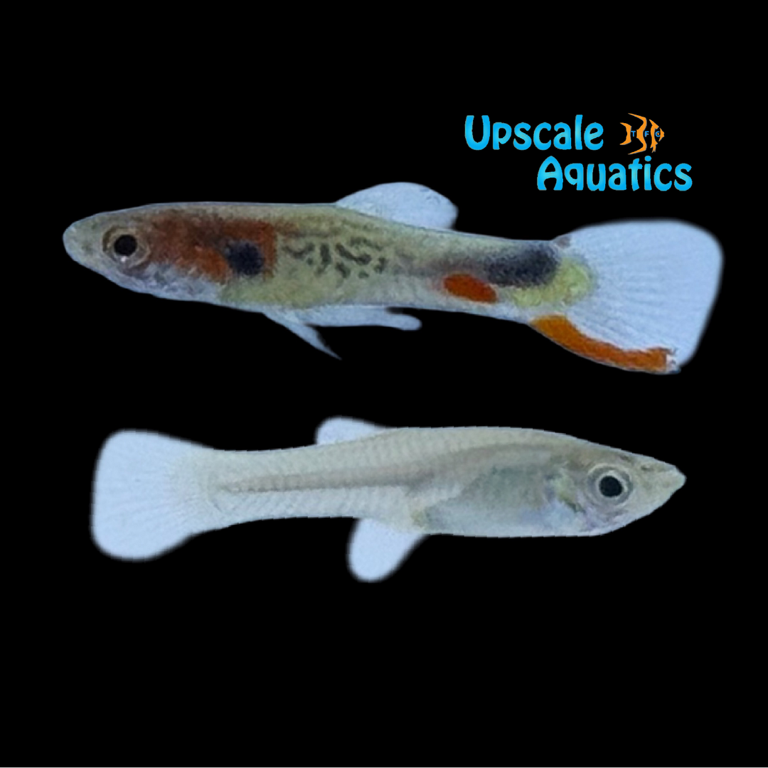 Cumana No. 113 Endler's Livebearer (Poecilia wingei)