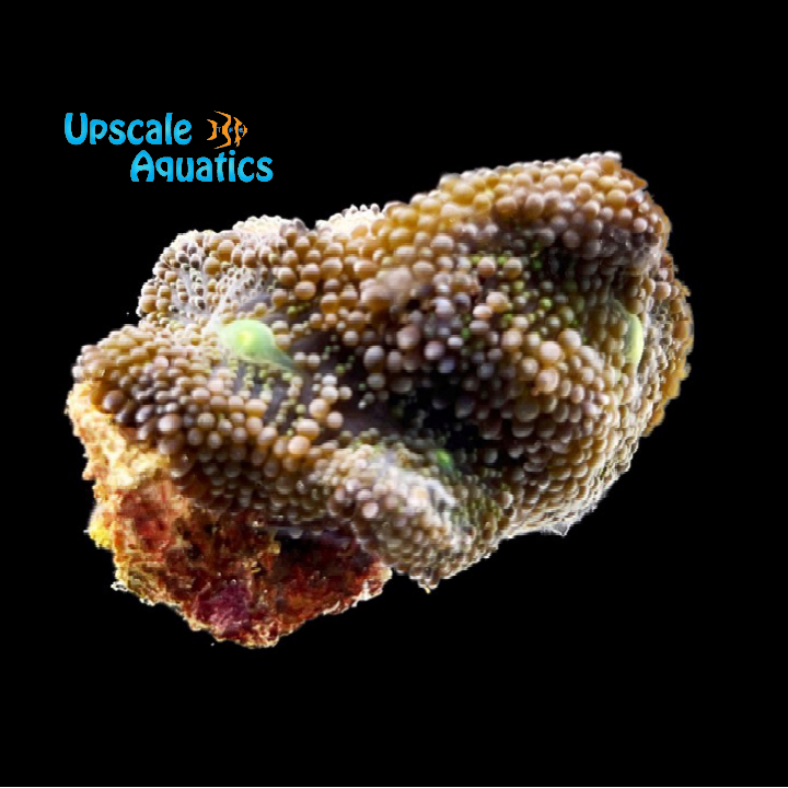 Premium Florida Ricordea (Ricordea florida)
