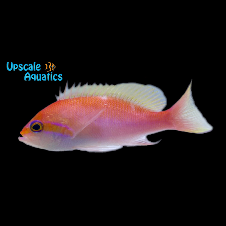 Hutomo's Anthias (Pseudanthias hutomoi)