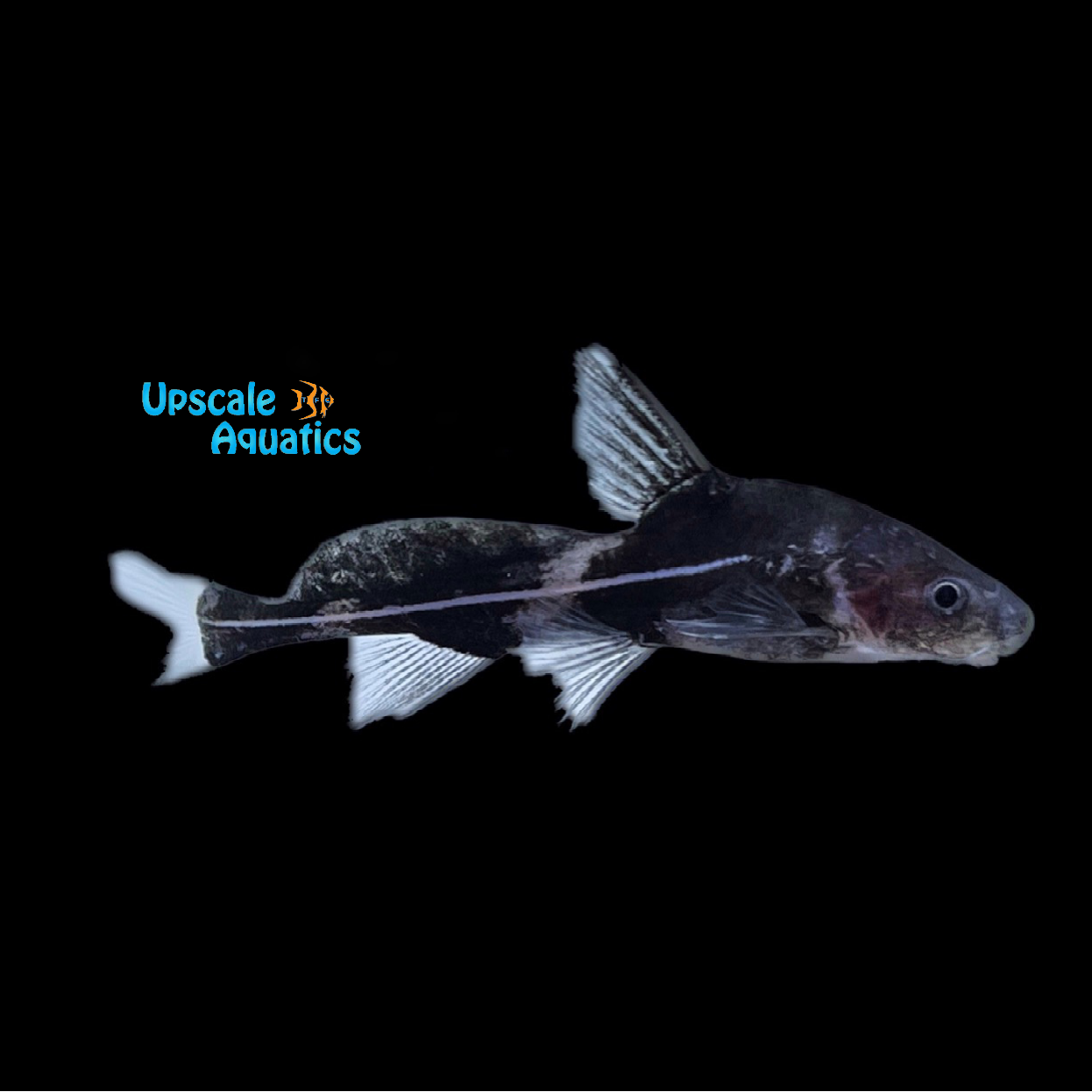 Black Lancer Catfish (Bagrichthys macracanthus) – Upscale Aquatics