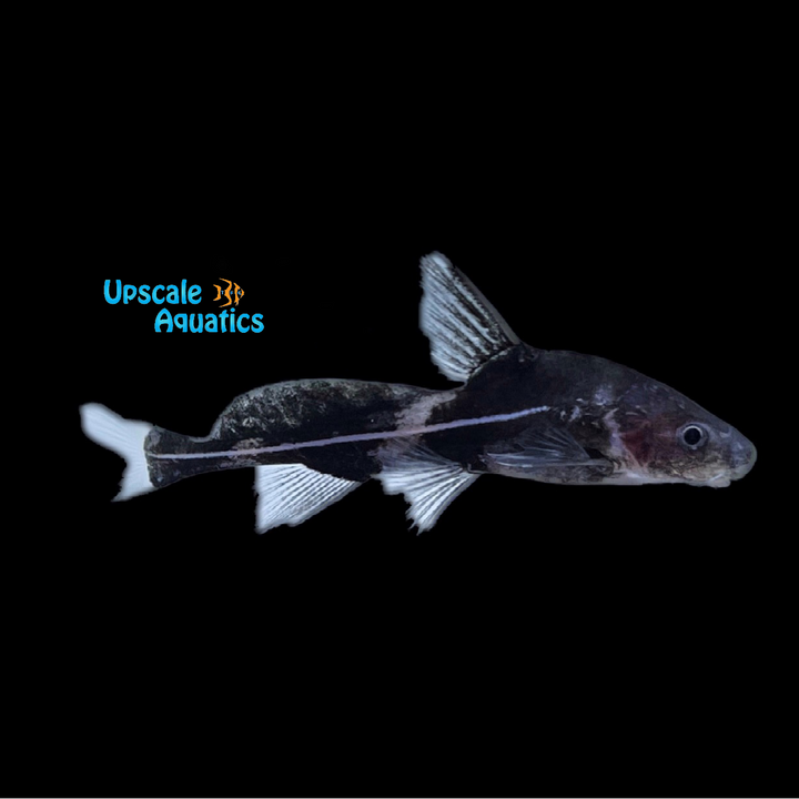 Black Lancer Catfish (Bagrichthys macracanthus)