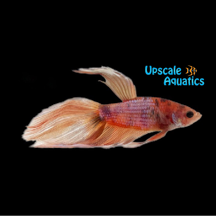 Longfin Nemo Candy Koi Betta - Male (Betta splendens)
