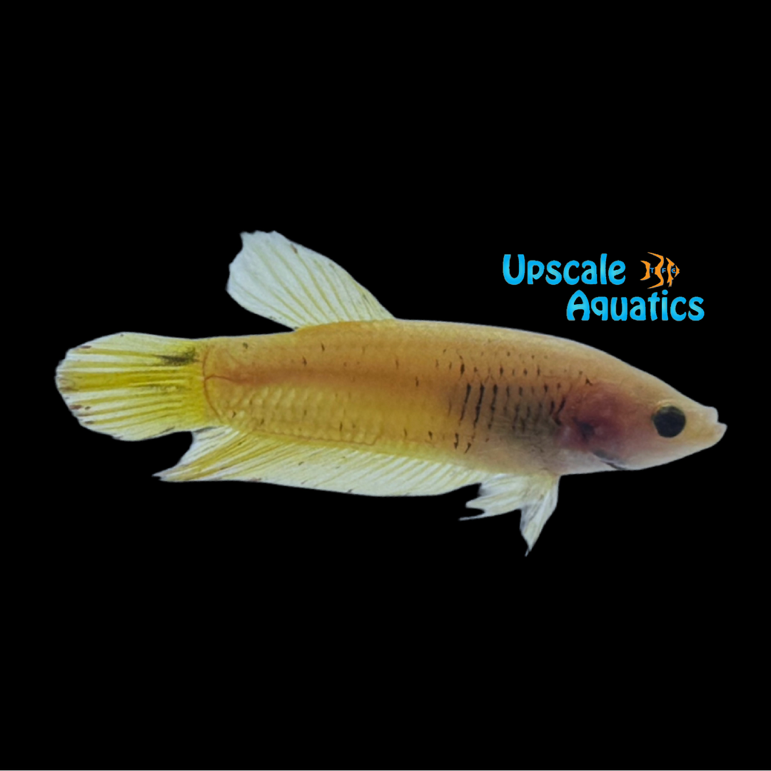 Yellow Banana Plakat Betta - Male (Betta splendens)