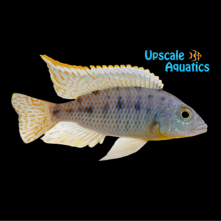 Ornate Hap Cichlid (Protomelas ornatus Masinje)