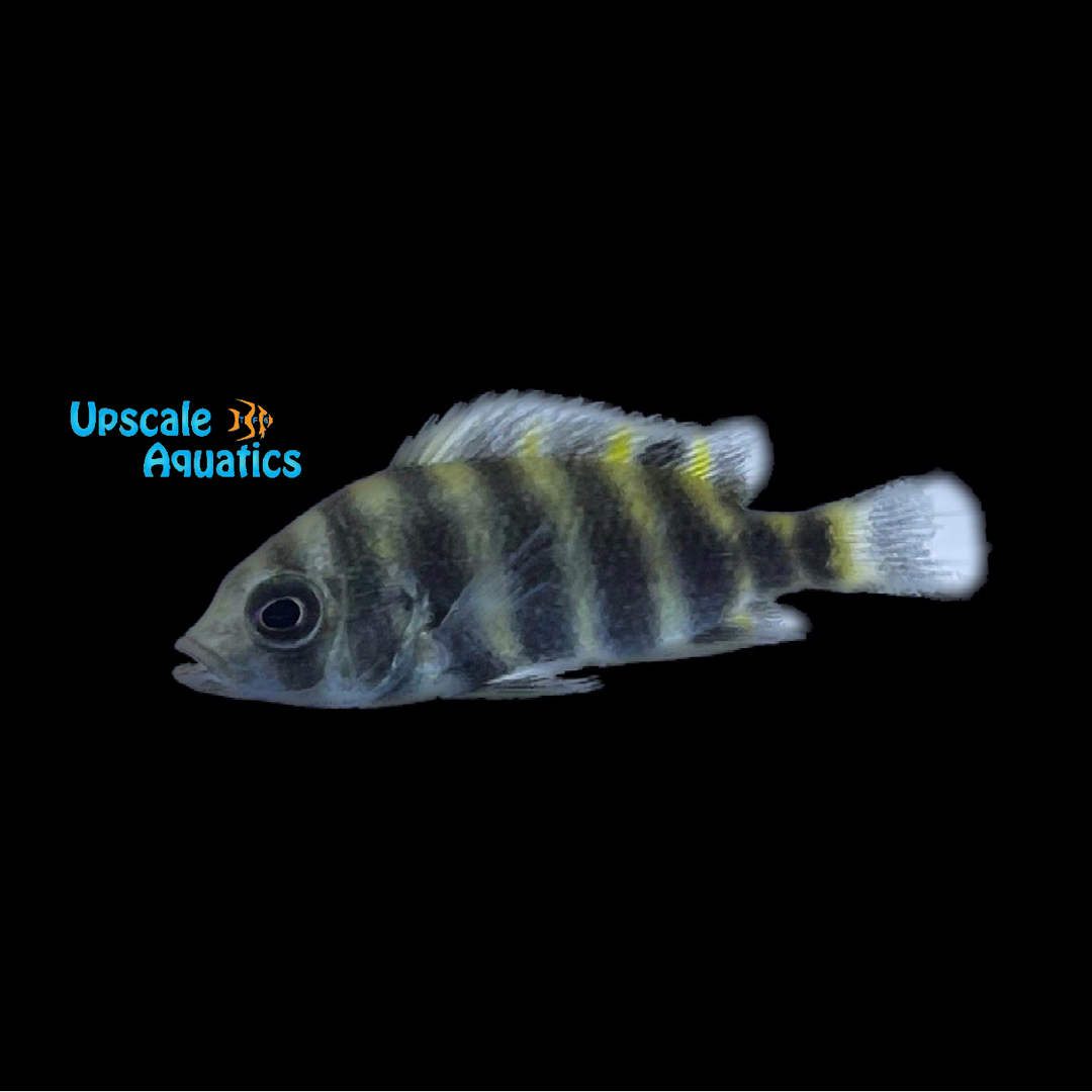 Buttikoferi Cichlid (Heterotilapia buttikoferi)