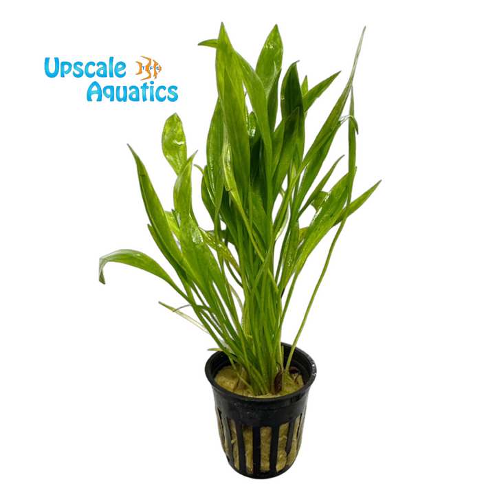 Helanthium Bolivianum (Echinodorus 'Quadricostatus')