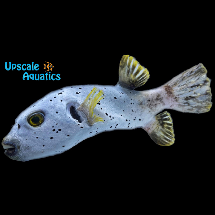 Dalmatian Dogface Puffer (Arothron nigropunctatus)