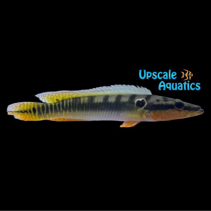 Zebrina Pike Cichlid (Crenicichla zebrina)