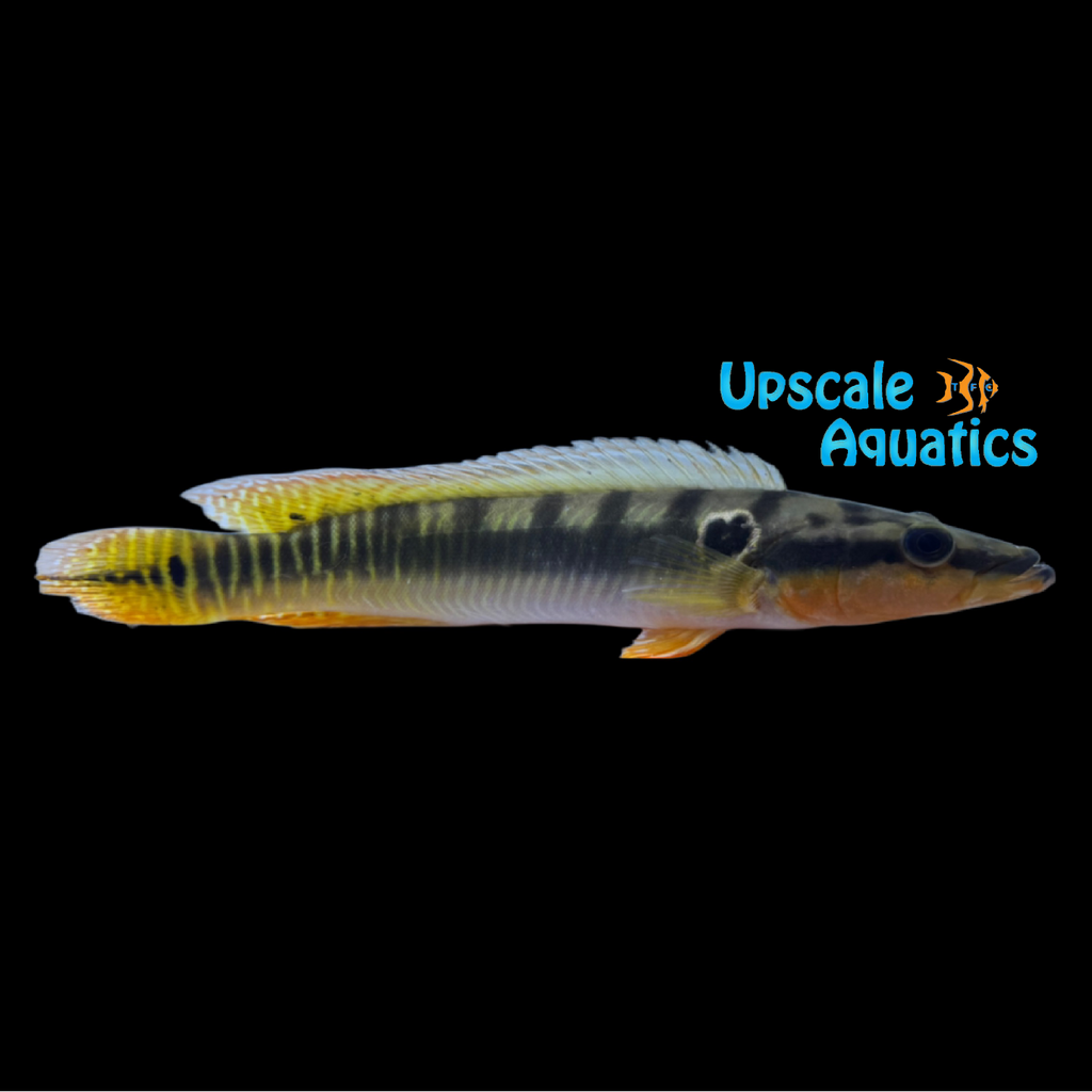 Zebrina Pike Cichlid (Crenicichla zebrina) – Upscale Aquatics