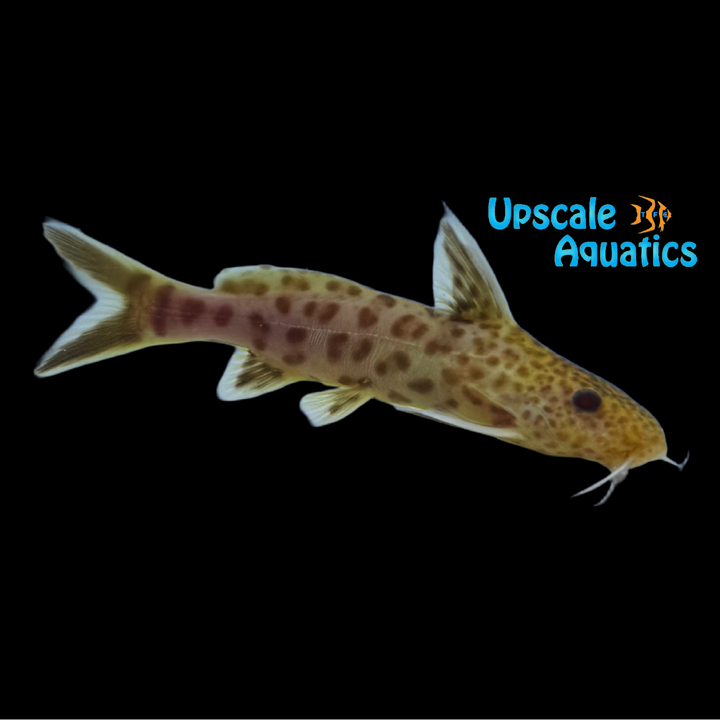 Pink Synodontis Petricola (Synodontis petricola pink)